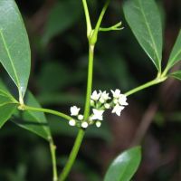 Tizane mémé Bois Maigre : Tisane minceur de la Réunion