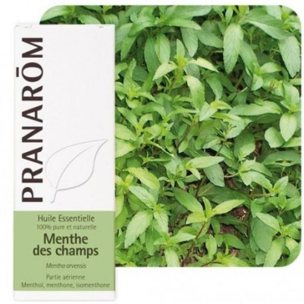 Pranarom huile essentielle de Menthe des champs 10mL