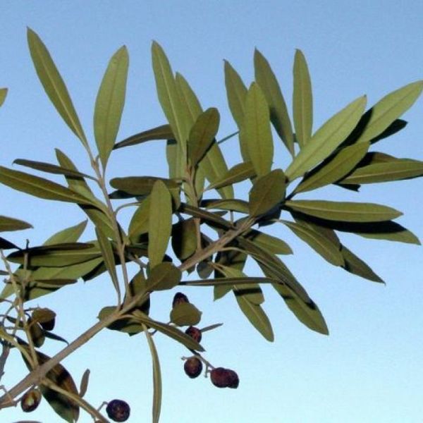 Bois d'olive noir 40g tisane