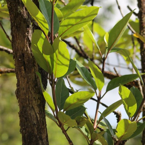 Tizane mémé Bois Maigre : Tisane minceur de la Réunion