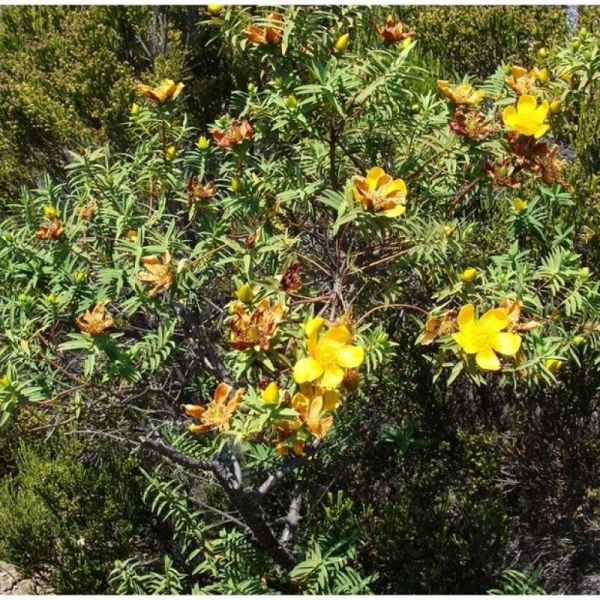 Fleur jaune 40g tisane