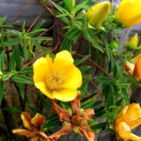 Fleur jaune 40g tisane