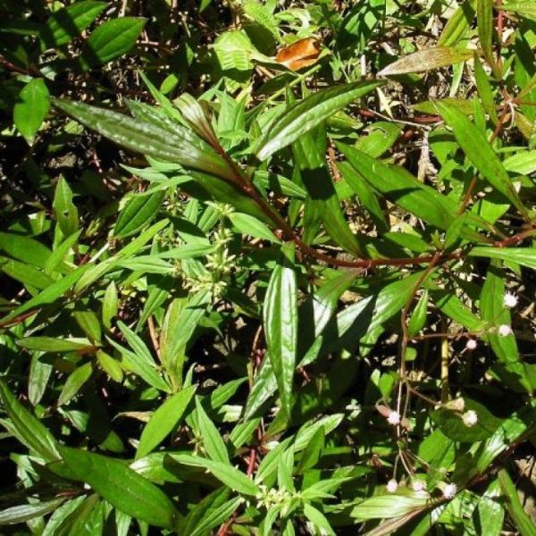 Ayapana 40g tisane