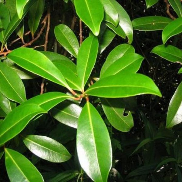 Tizane mémé Bois Maigre : Tisane minceur de la Réunion